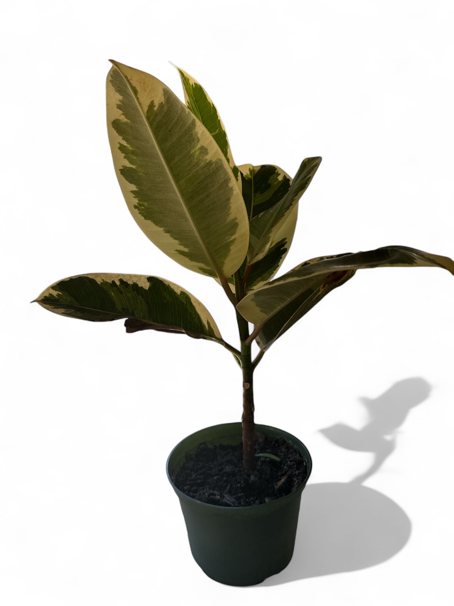 6” Ficus Tineke