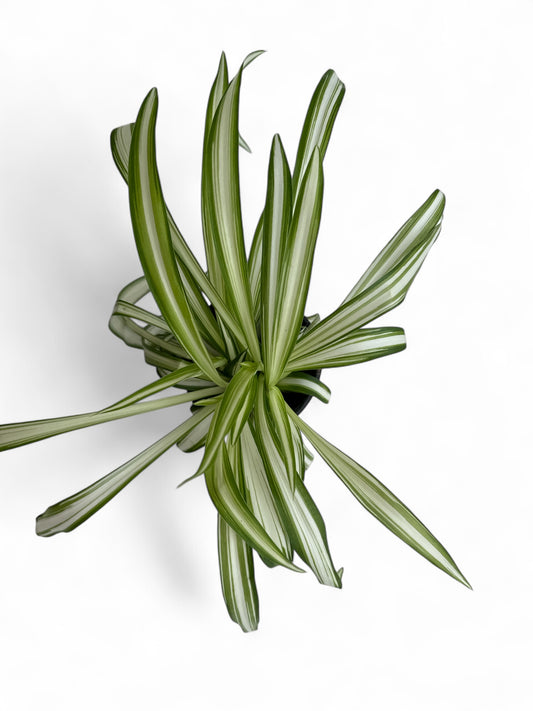 4” Spider Plant
