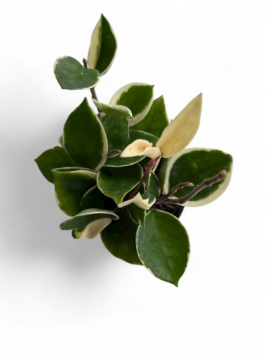 4” Hoya Krimson Queen