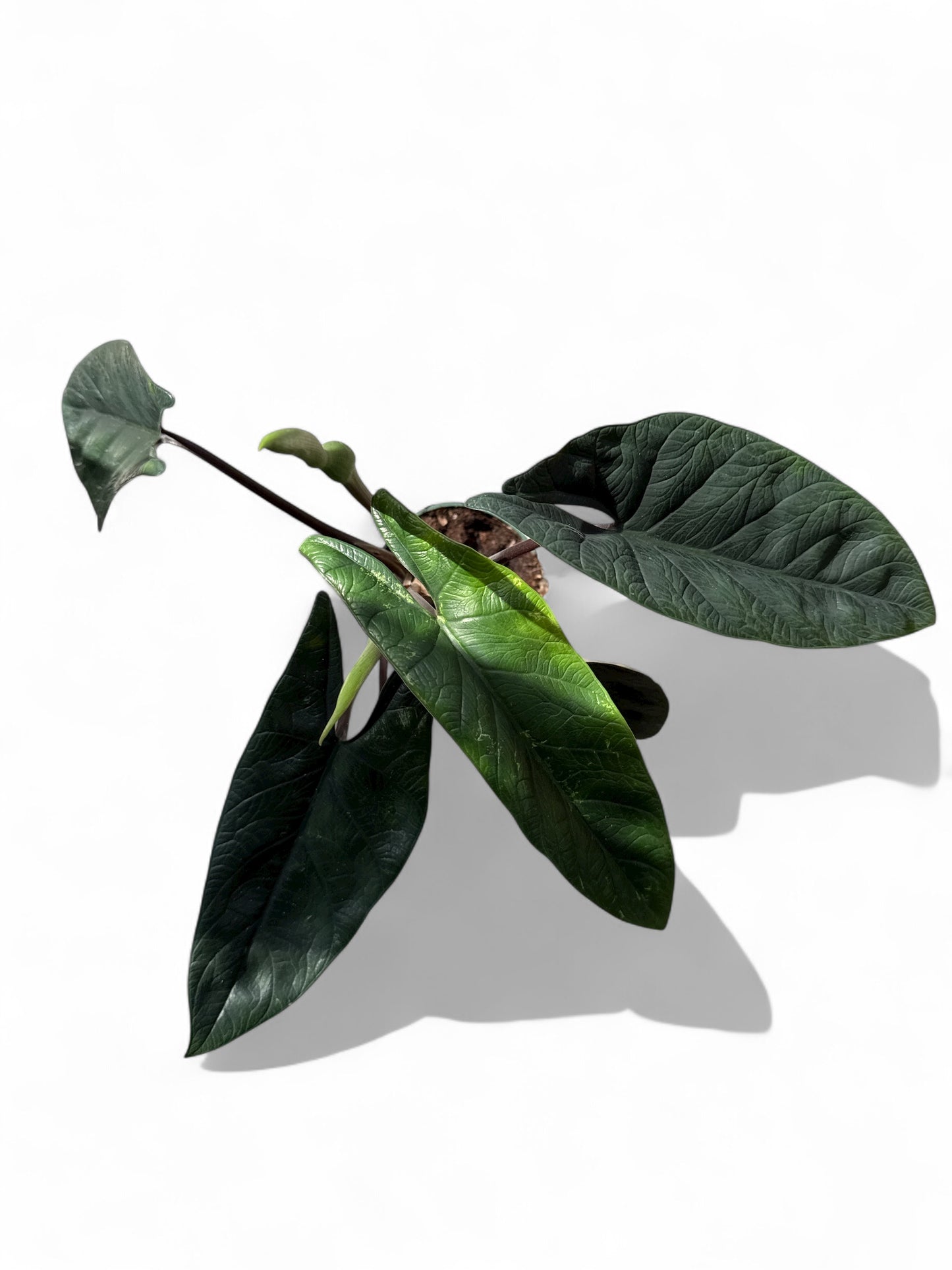 4” Alocasia Scalprum