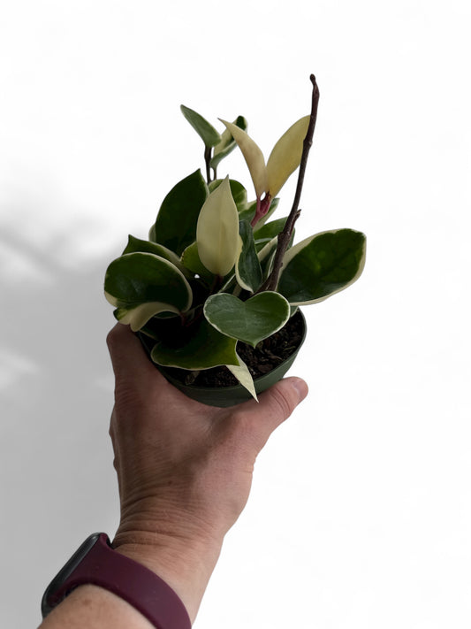 4” Hoya Krimson Queen