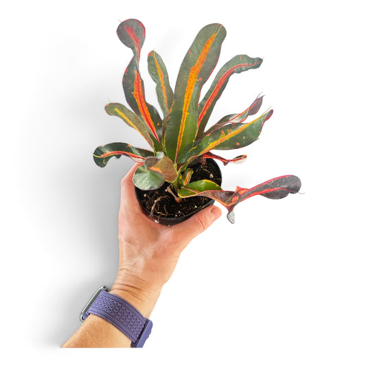 4" Croton Assorted