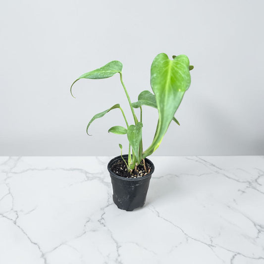 4" Philodendron Burle Marx Flame