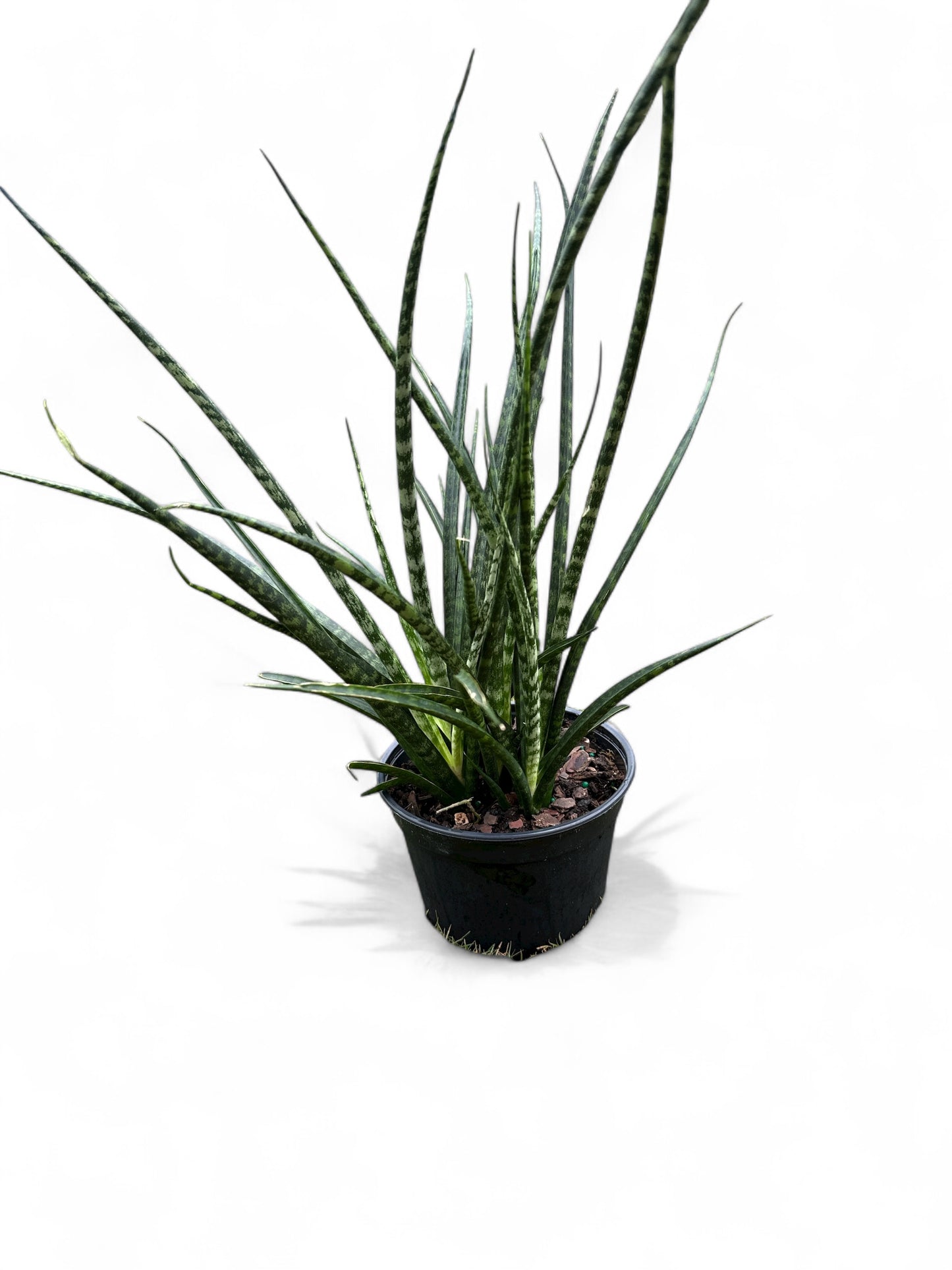 6” Sansevieria Fernwood