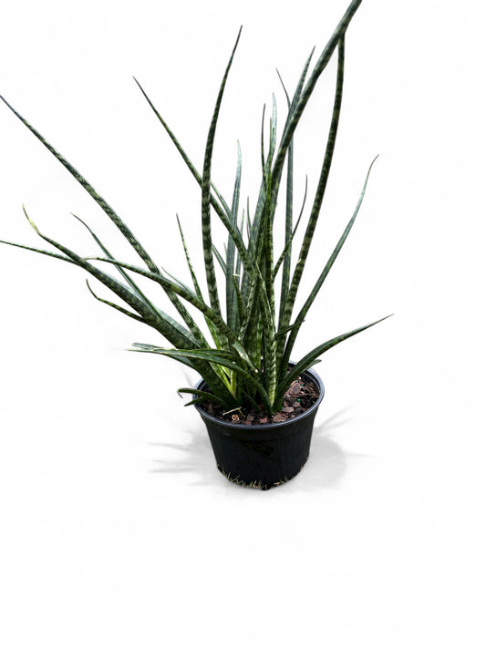 6” Sansevieria Fernwood