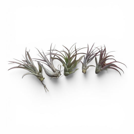 TILLANDSIA TENUIFOLIA REGULAR
