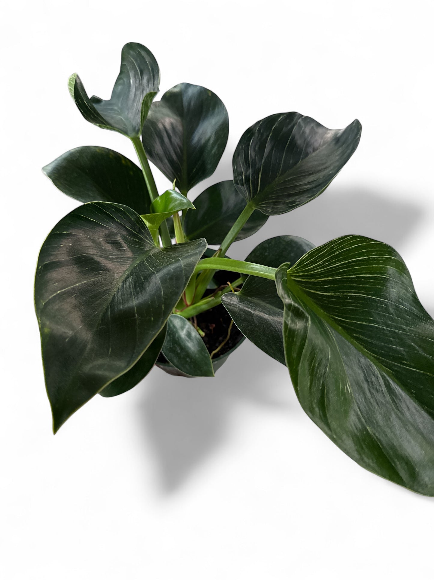 6" Philodendron Birkin
