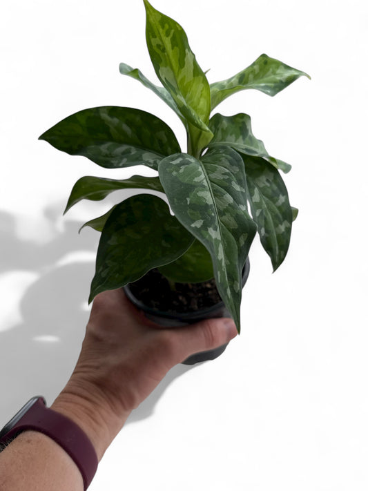 4” Aglaonema Pictum Tricolor
