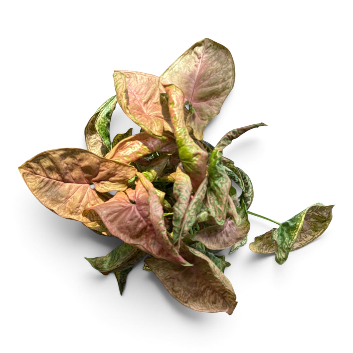 4" Syngonium Pink Chameleon