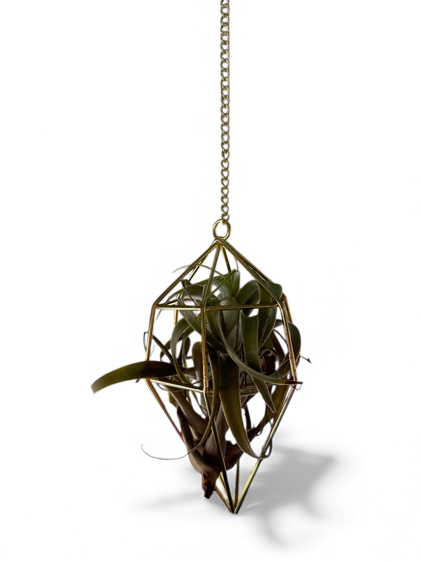 Air Plant & Hanging Holder