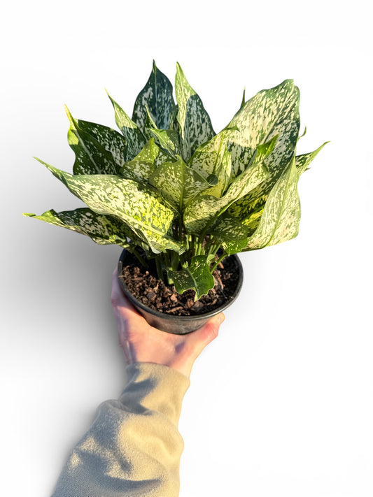 6" Aglaonema Spring Snow