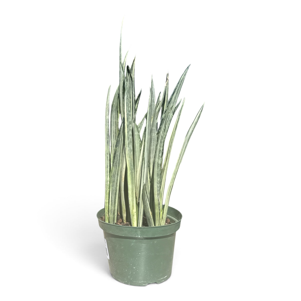 8" Sansevieria Bantel