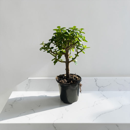 4" Succulent Dwarf Jade Bonsai