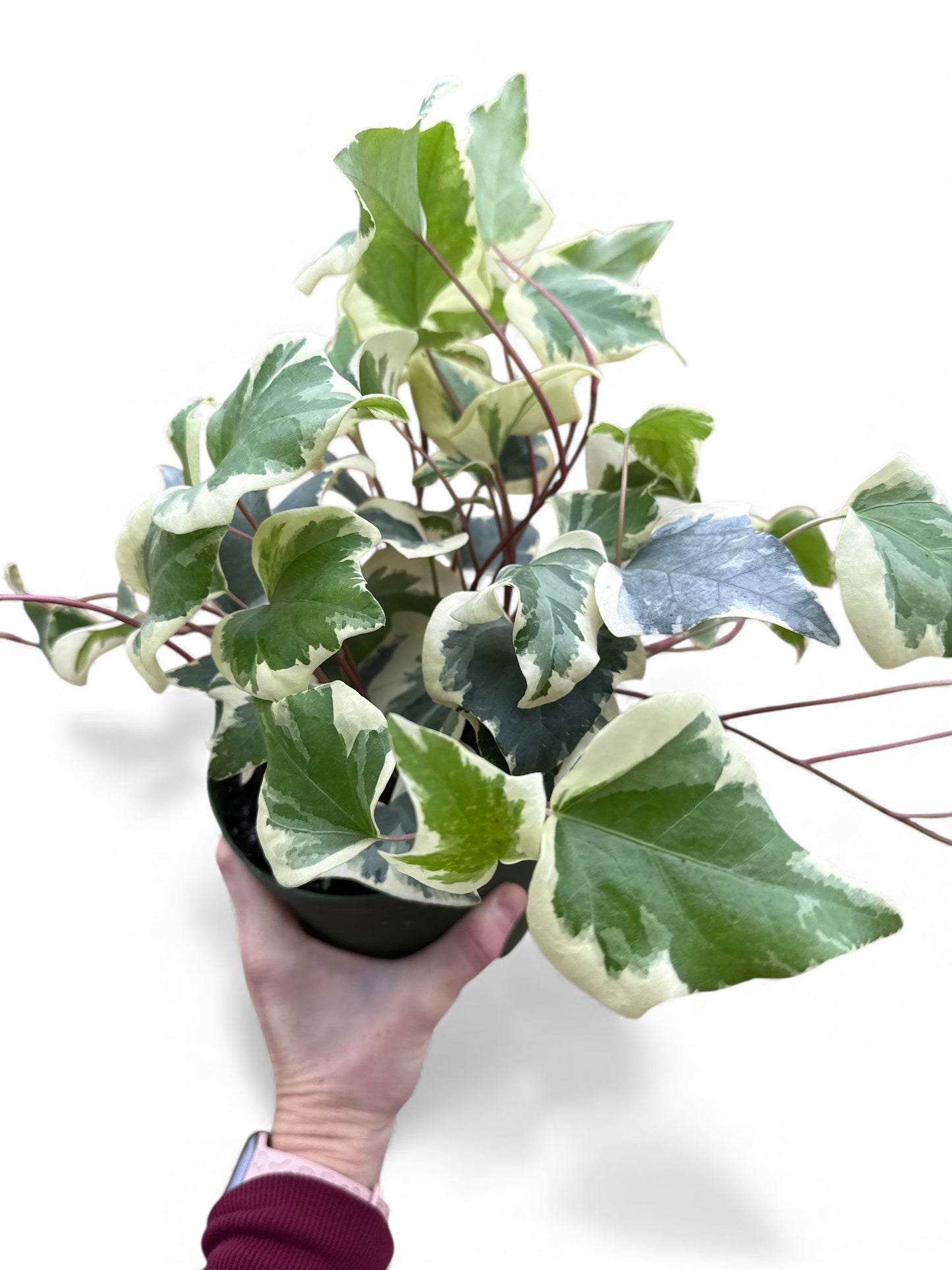 6” Ivy Algerian Variegated