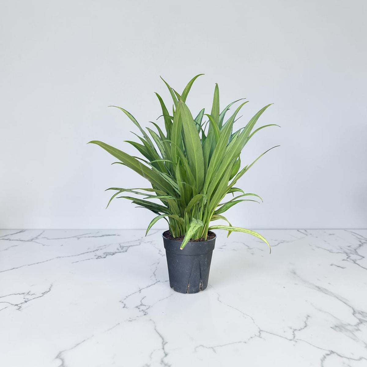 6" Aglaonema Cutlass