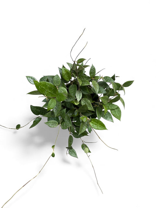 6” Hoya Black Margin