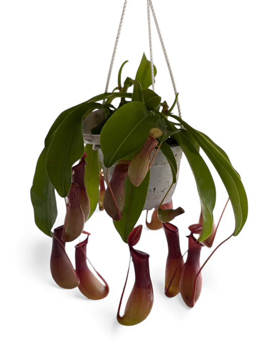 6” Pitcher Plant HB