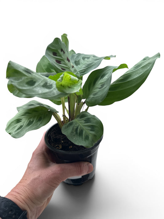 4" Maranta Green