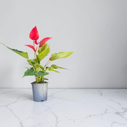 4" Anthurium