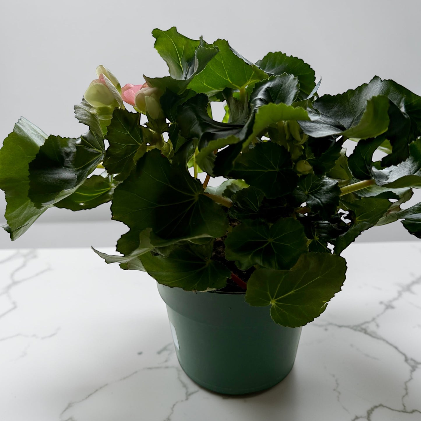 6” Begonia Reiger