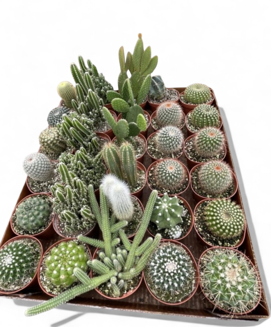 4” Assorted Cactus