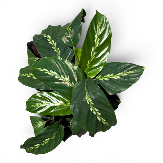 6” Calathea Maui Queen