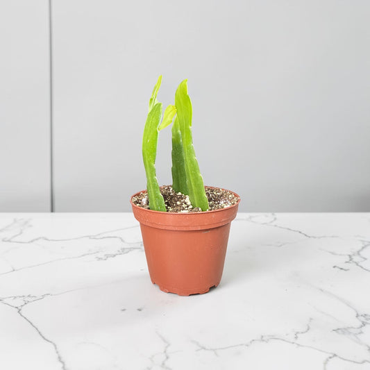 4" Cactus Orchid