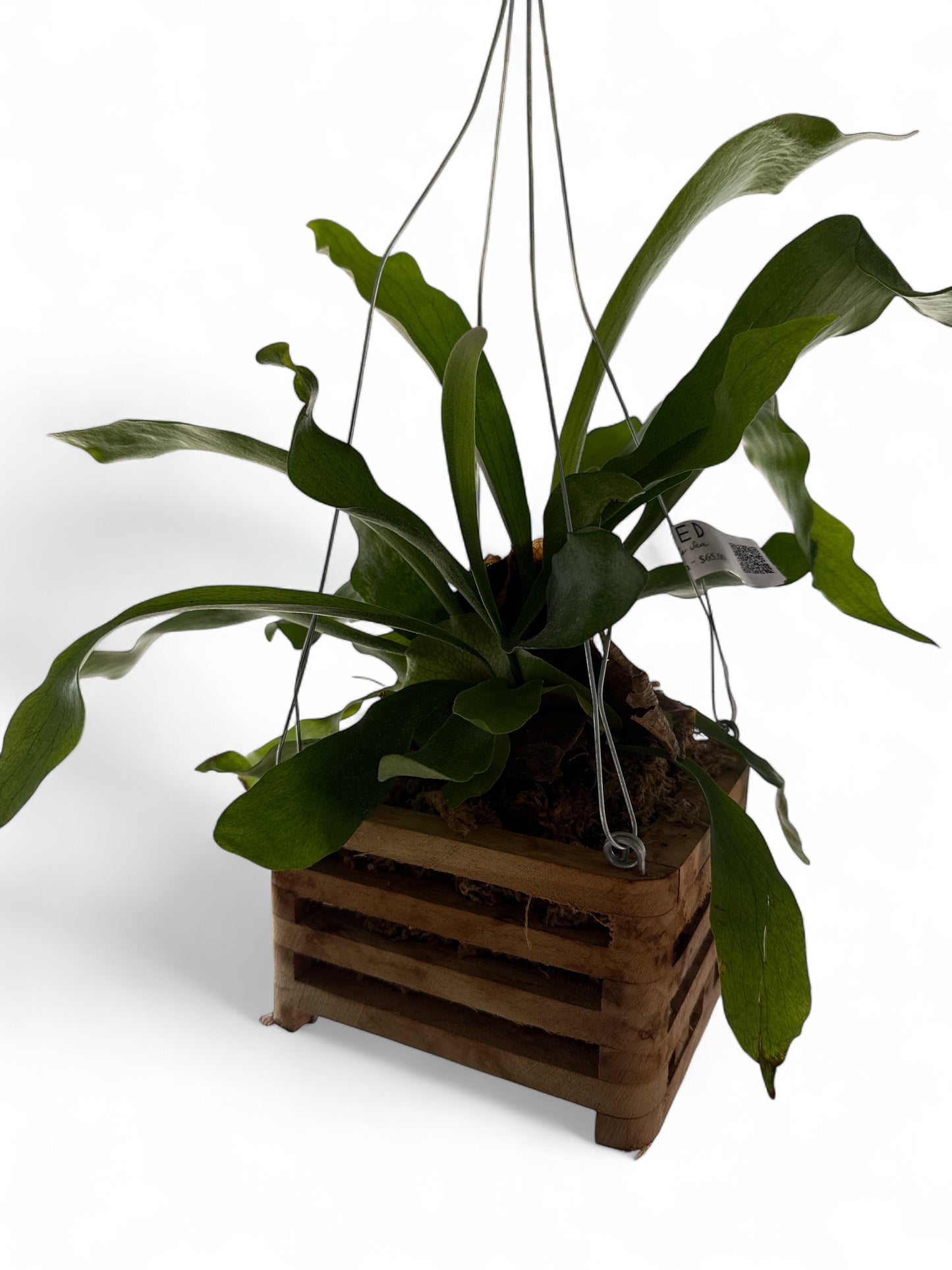 6" Teak Hanging Basket Staghorn Fern