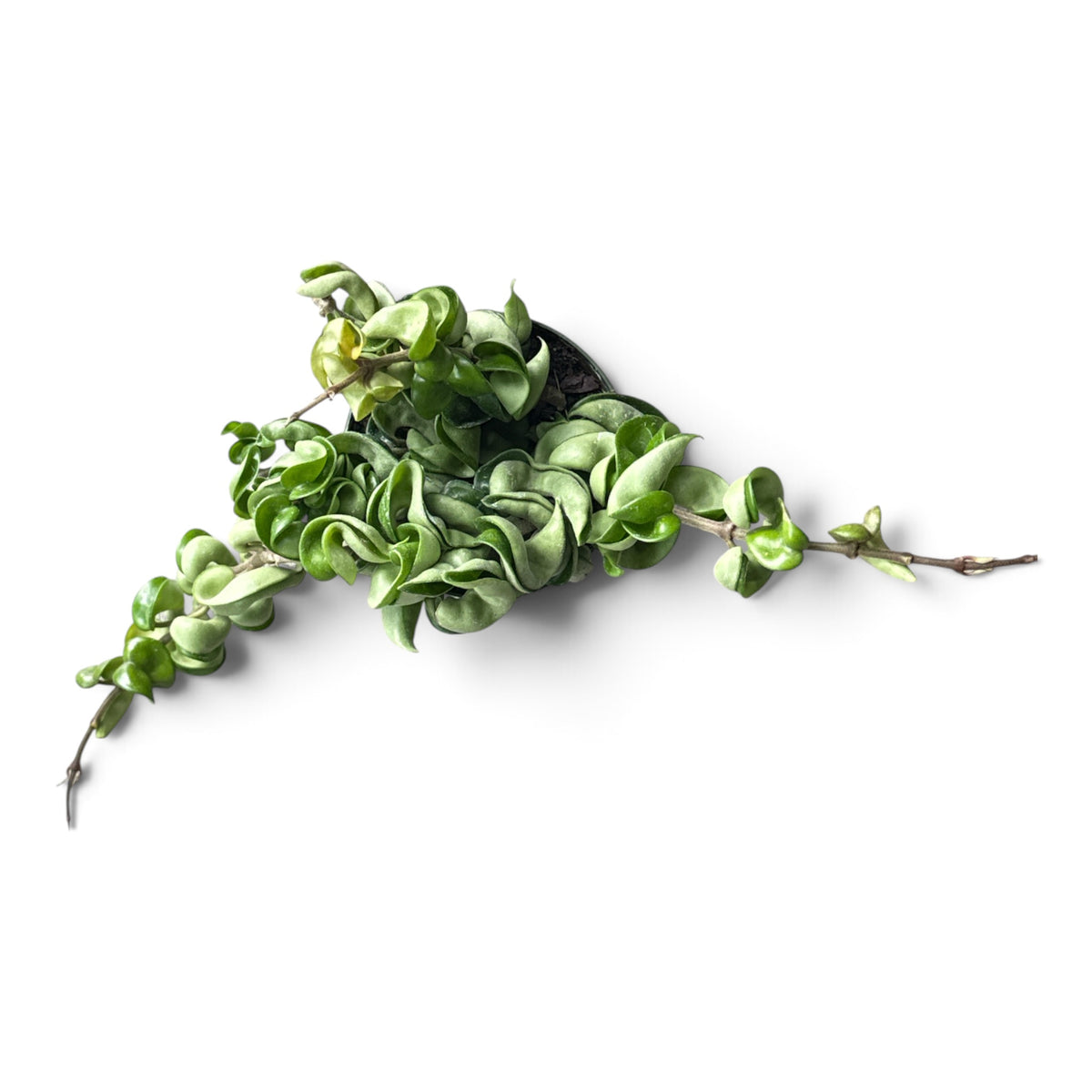 4" Hoya Rope