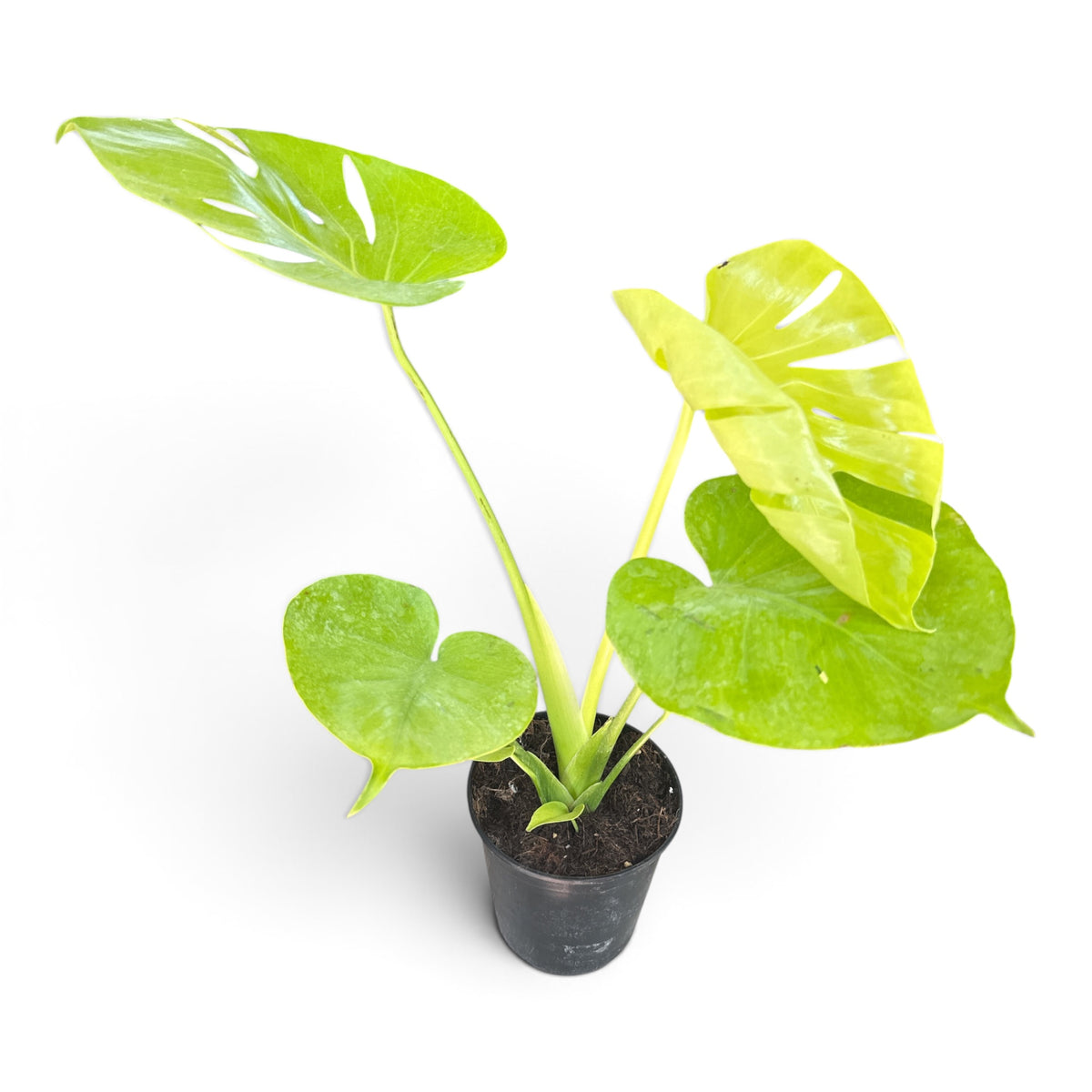 6" Monstera Golden Compact