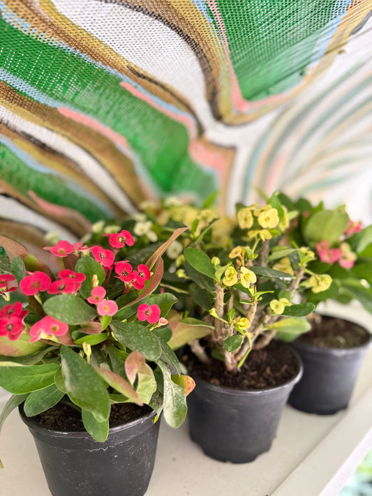 5” Crown of Thorns