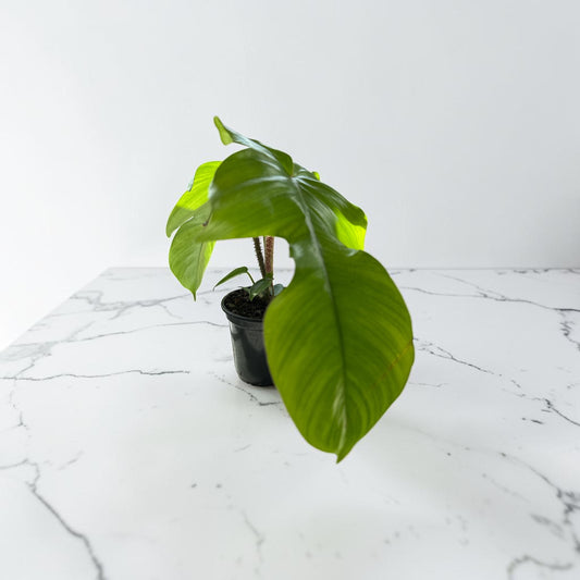 4" Philodendron Squamiferum