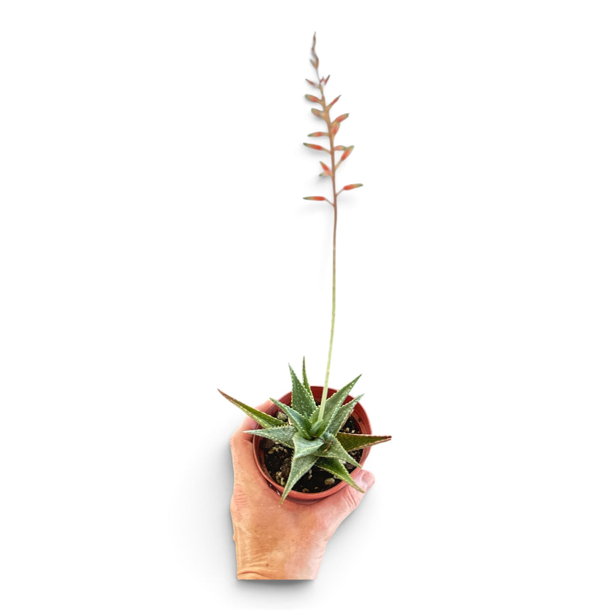 4" Aloe Hybrid Assorted