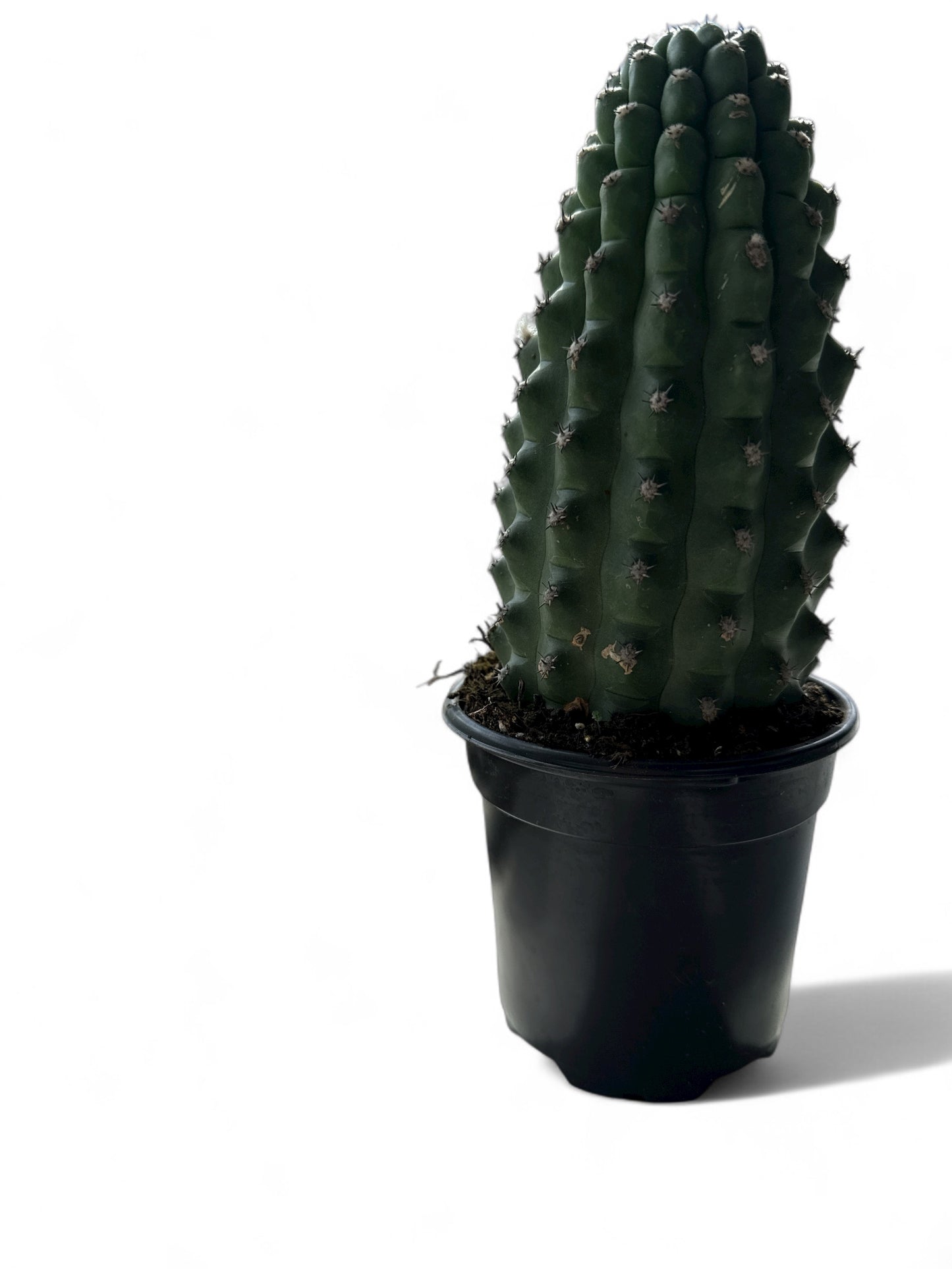 4” Cactus Trichocereus Brevispinulosus