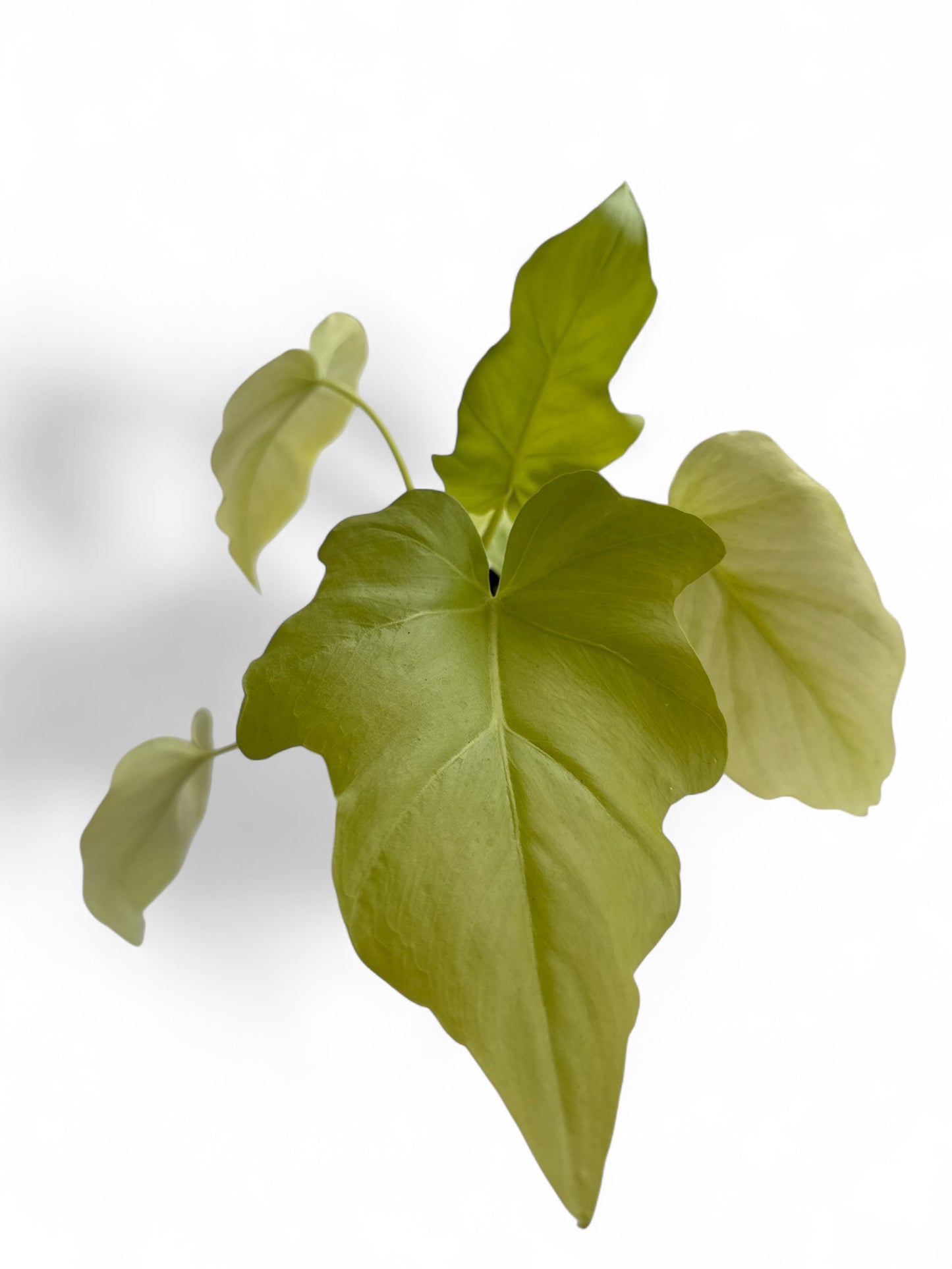 4” Philodendron Warszewiczii