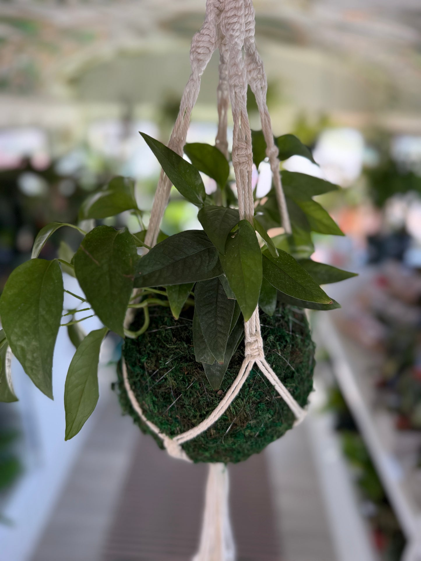 Kokedama (without plant)
