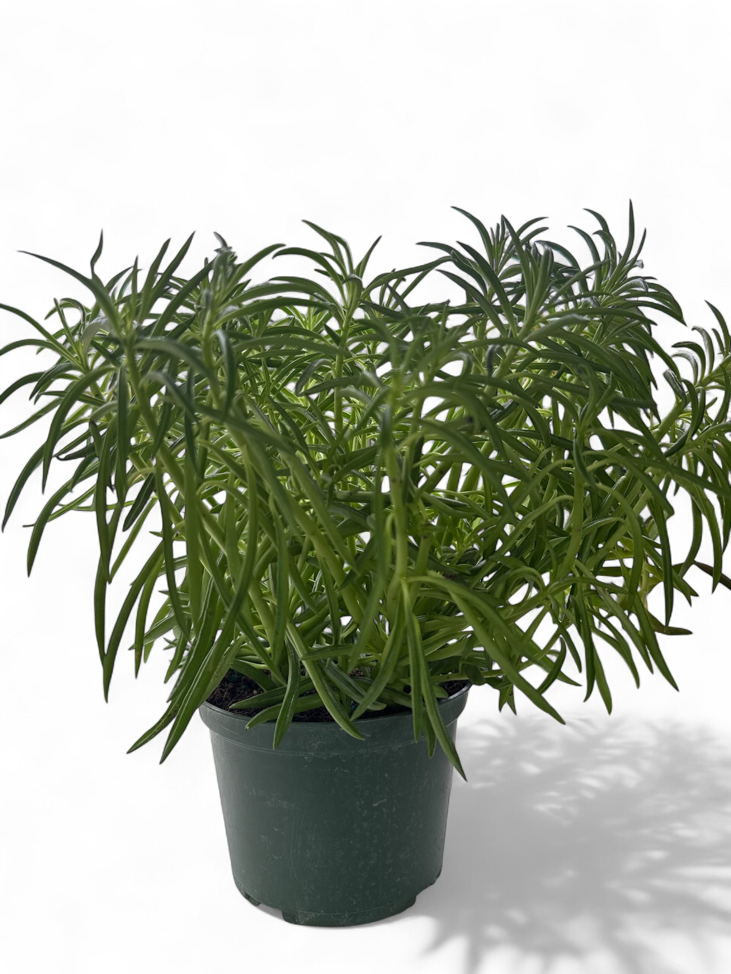 6" Peperomia Green Bean