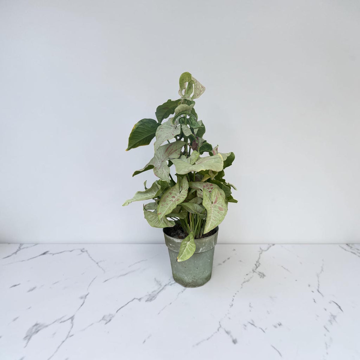 6" Syngonium Milk Confetti