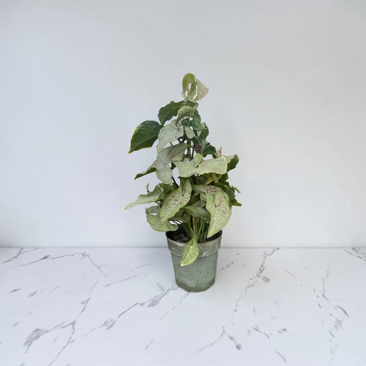 6" Syngonium Milk Confetti