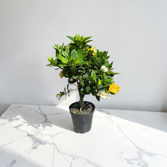 06" Gardenia Veitchii Braid