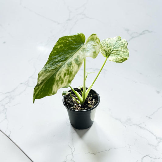 4" Monstera Mint