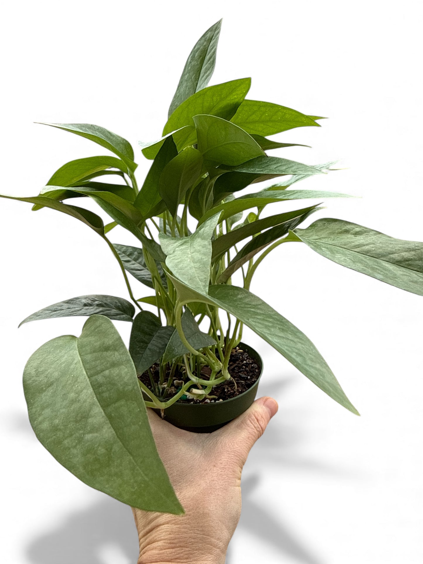 4” Pothos Cebu Blue