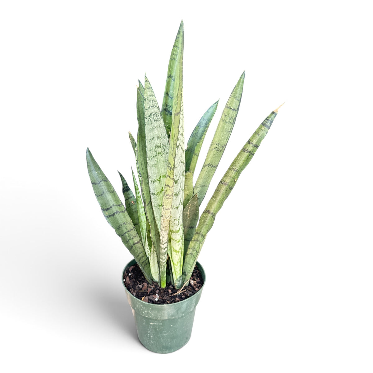 6" Sansevieria Spearmint