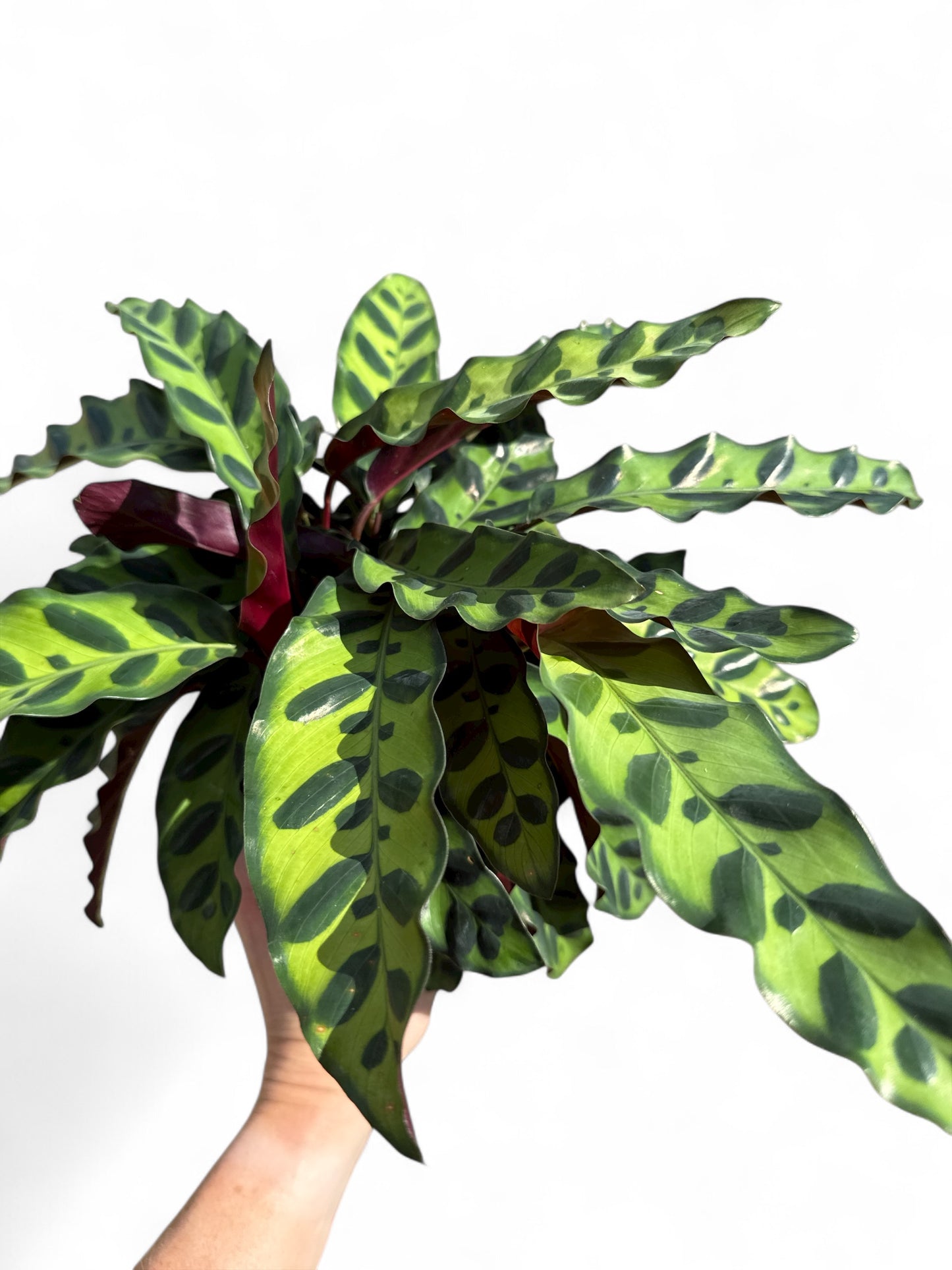6" Calathea Lancifolia