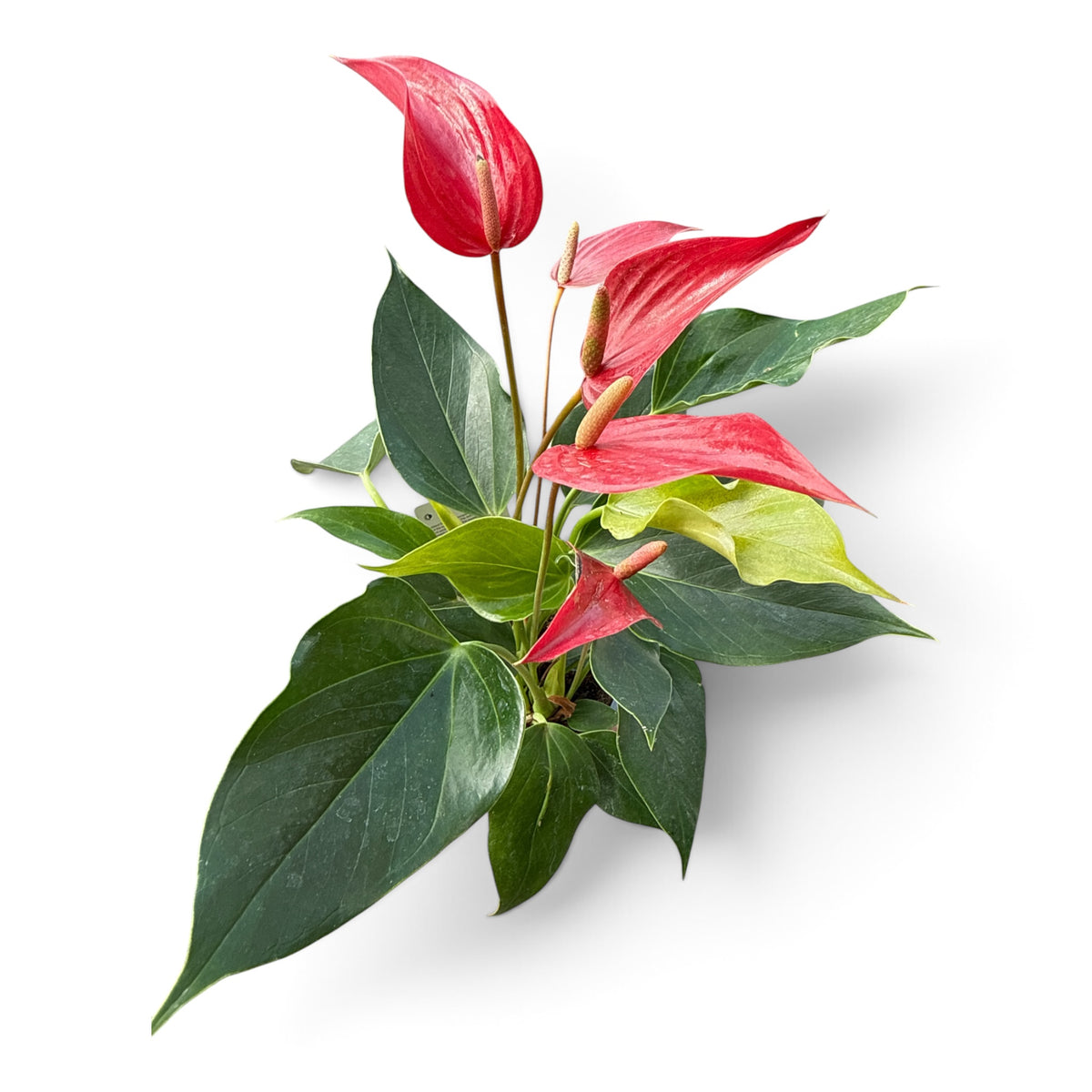 4" Anthurium