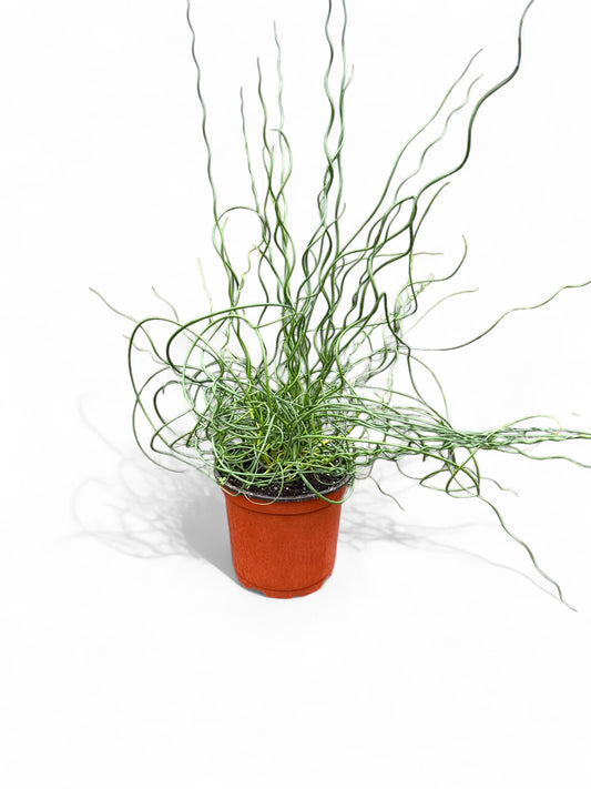 6” Juncus Spiralis Corkscrew Rush