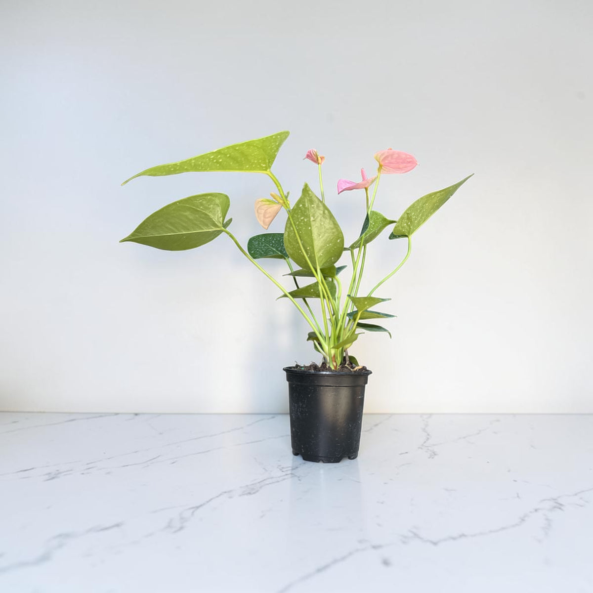 4" Anthurium