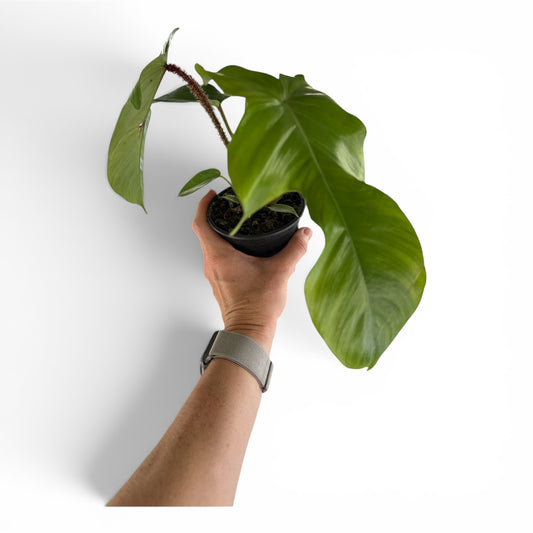 4" Philodendron Squamiferum