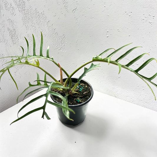 4" Philodendron Tortum