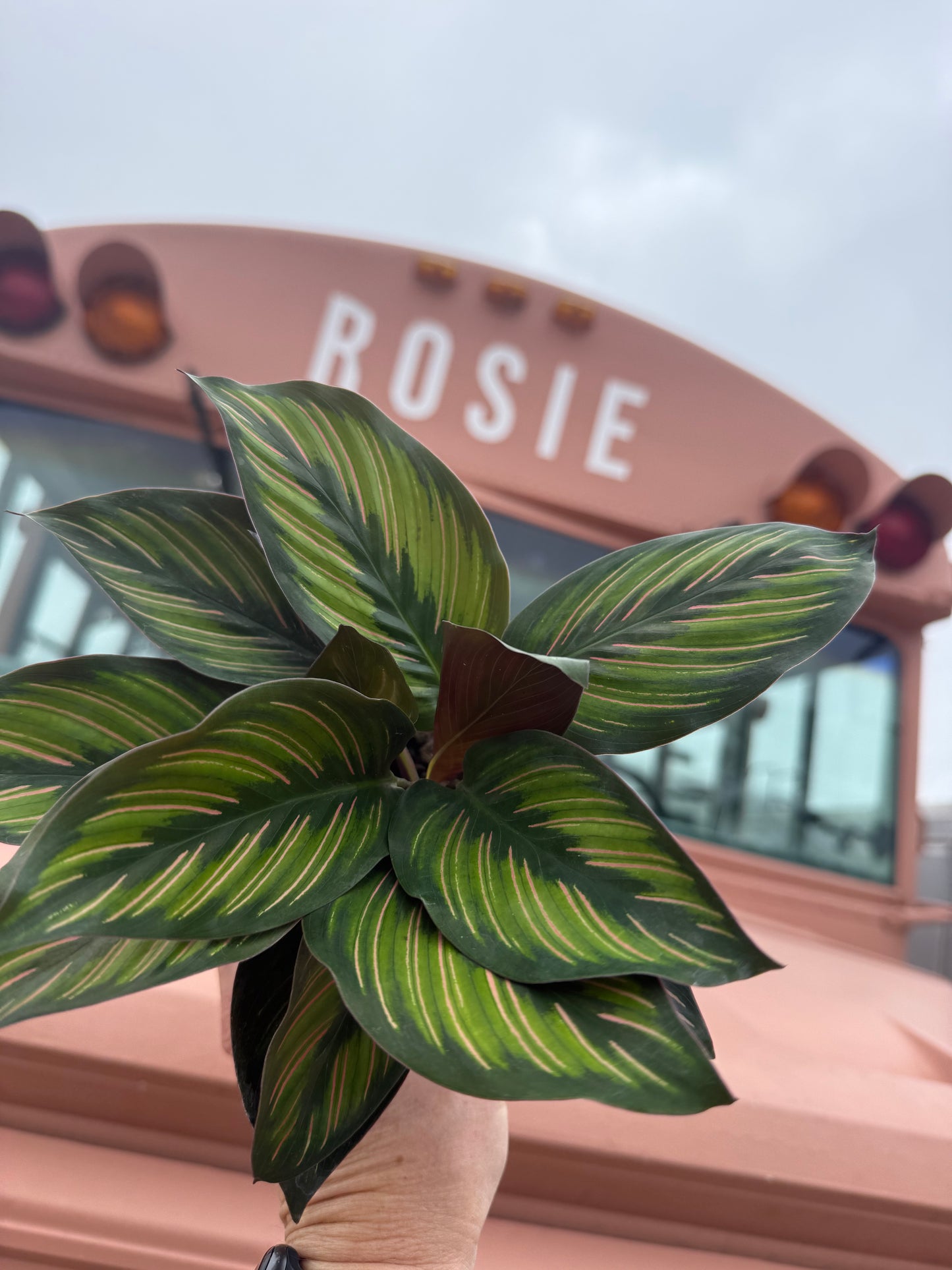 4" Calathea Beauty Star